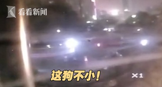 缺德！主人把狗放进小区新泳池物业无奈报警处理