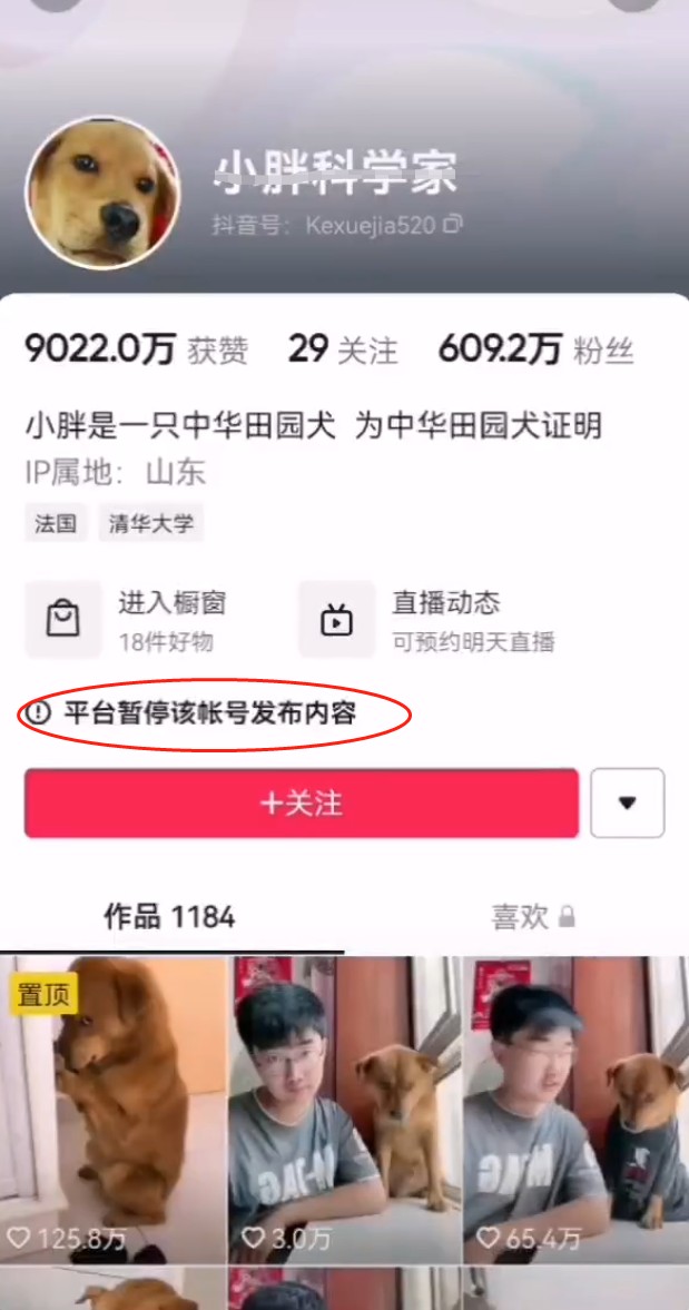 某网红疑似针扎虐待宠物两年吸粉600万！你怎么看